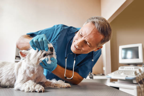 Best Knocked-Out Tooth (Avulsed Tooth) Treatment in Cypress Quarters, FL